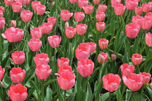 A Field of Pink Tulips