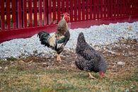 A Crowing Rooster