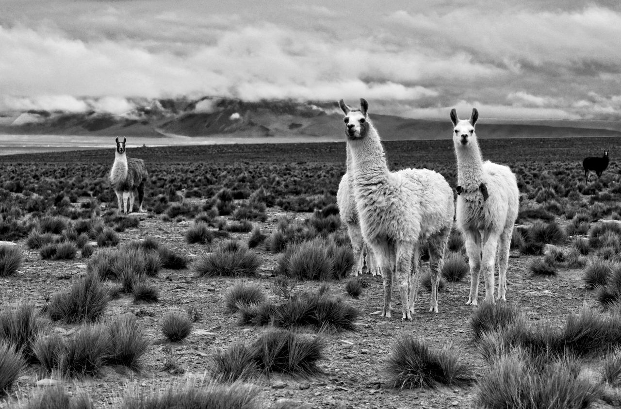 monochrome image of llamas in rugged chilean desert landscape with dra