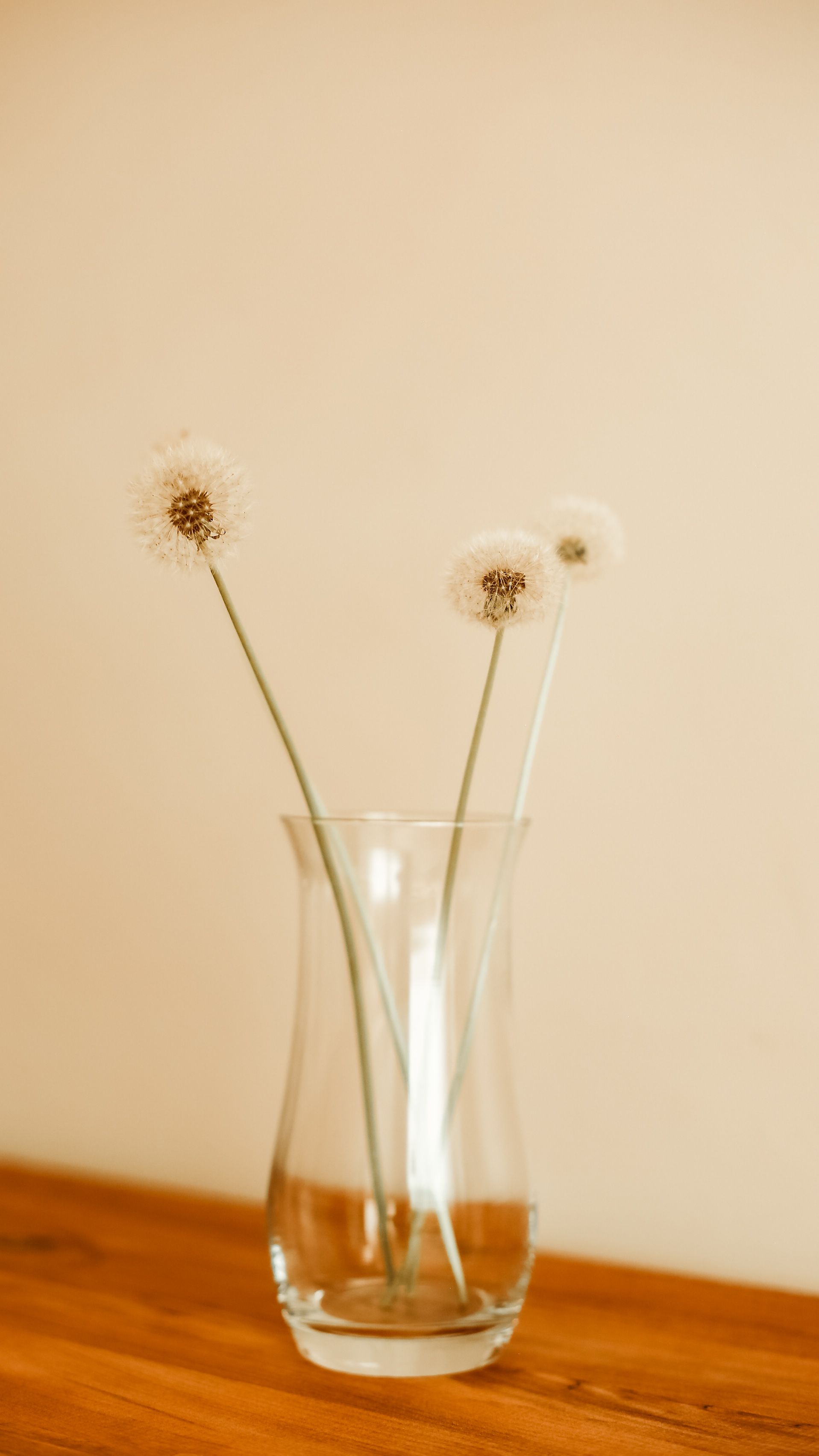 Dandelions in a Vase · Free Stock Photo