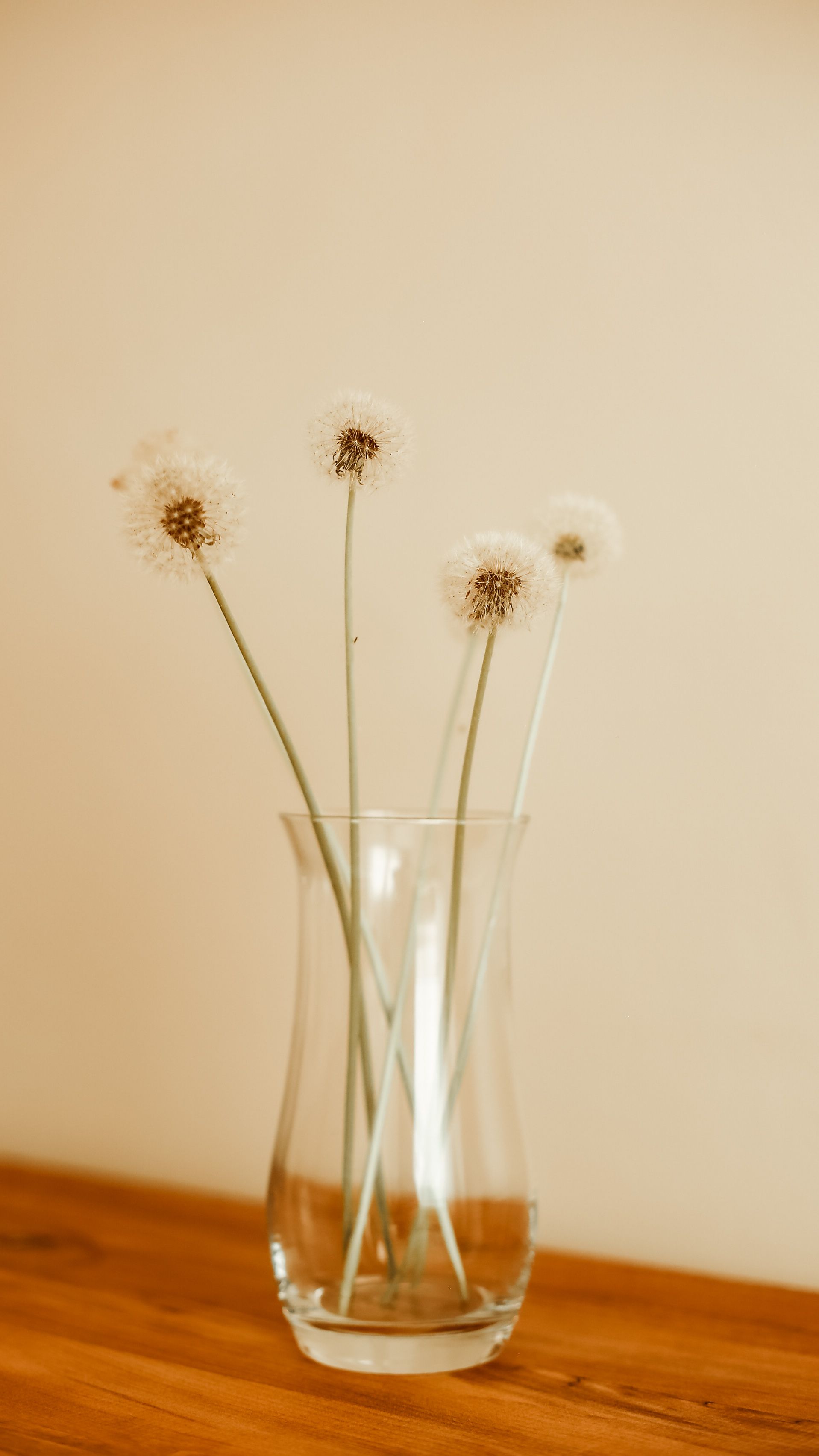 Photo of Dandelions in a Vase · Free Stock Photo