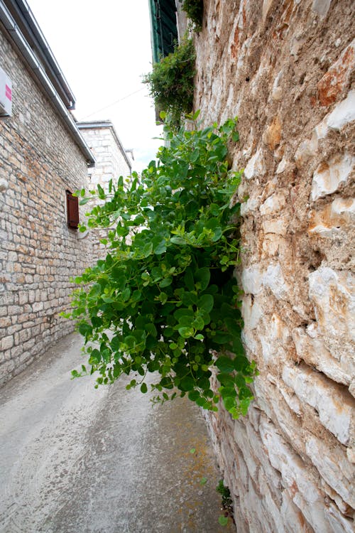 Free stock photo of building, climbing plant, croatia
