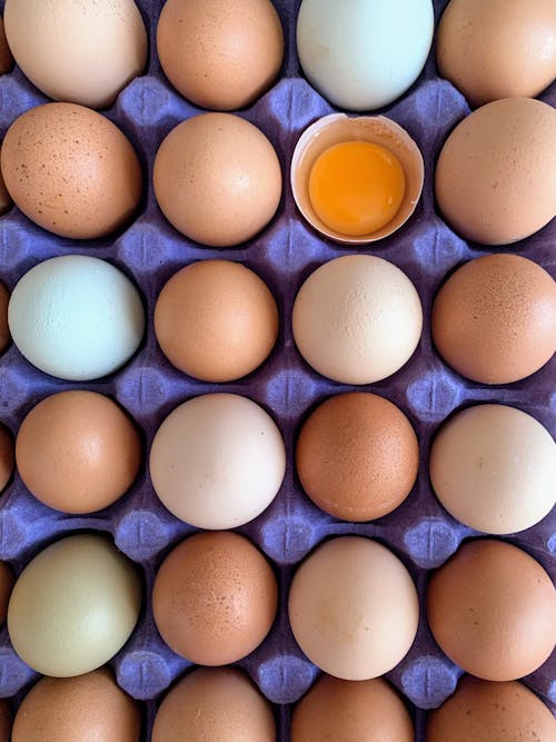 垂直的, 棕色的鸡蛋, 蛋托盘 的 免费素材图片