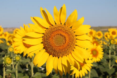 Close Up Photo of a Sunflower