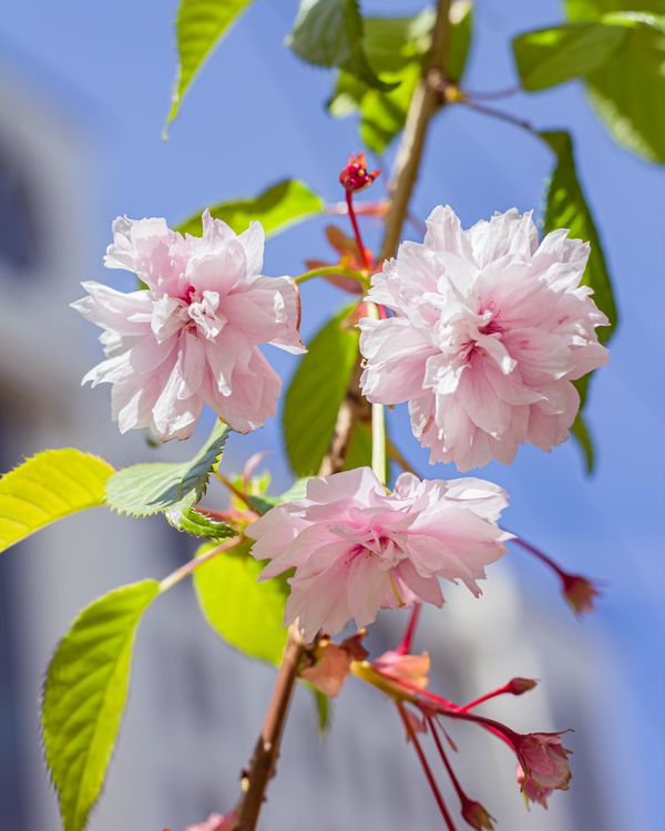Photo Bloom Close Up of Blooming Flowers · Free Stock Photo