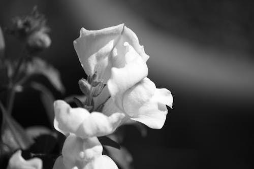 Fotobanka s bezplatnými fotkami na tému čiernobiela fotografia, čierny a biely, kvitnúci