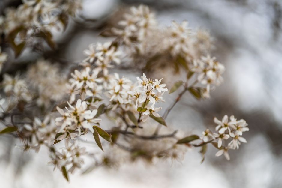 Close-up of blooming amelanchier flowers in springtime, capturing natural beauty and delicate petals.