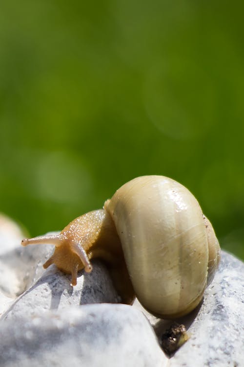 Free A Brown Snail on a Stone Stock Photo
