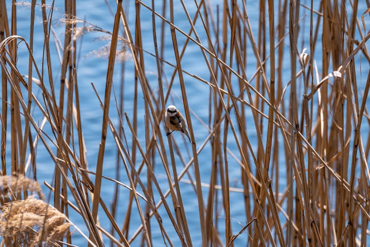 A Eurasian Penduline Tit On A Reed Plant