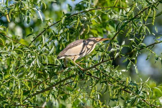 A Little Bittern Perched on a Branch