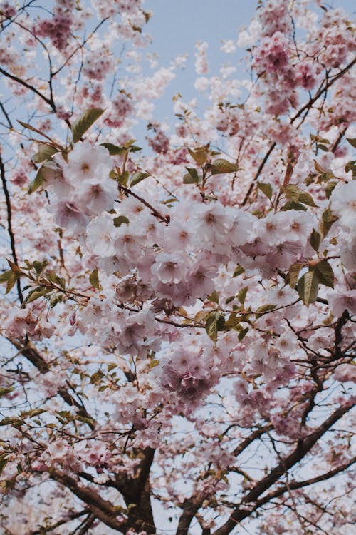 Δωρεάν στοκ φωτογραφιών με sakura, άνθη κερασιάς, ανθίζω