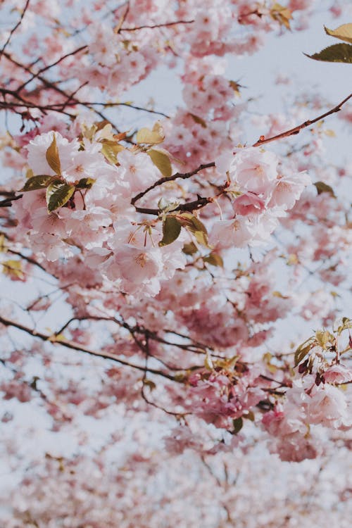 Foto d'estoc gratuïta de arbusts, florint, Flors de cirerer