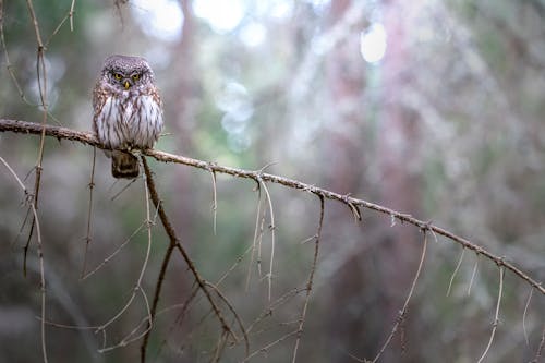 A Eurasian Pygmy Owl 