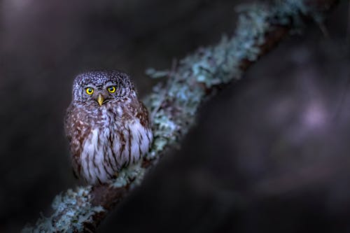 Pigmy Owl Perched on a Tree Branch