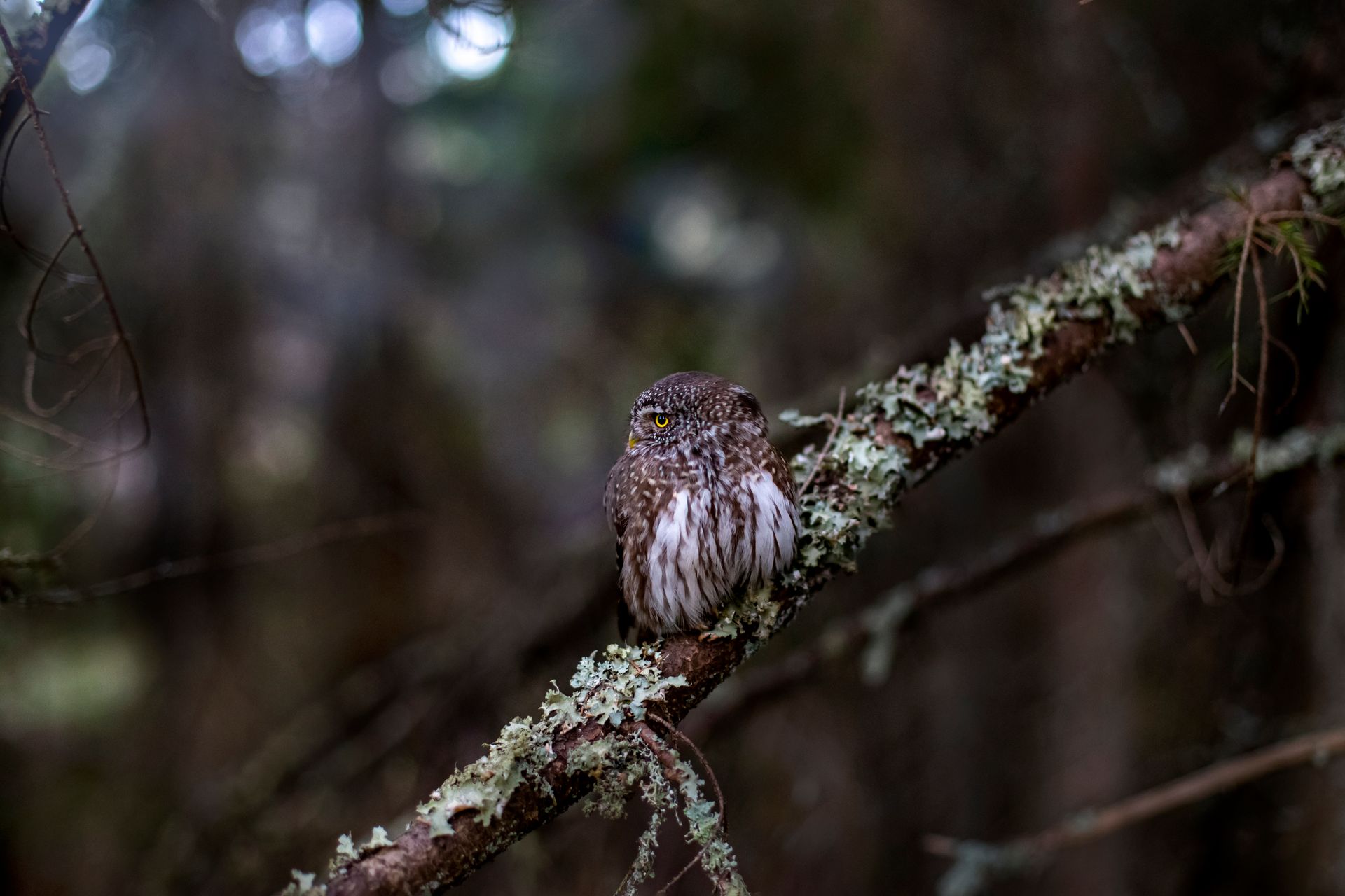 Eurasian pygmy owl (Glaucidium passerinum) perched on a lichen-covered tree branch in a forest.