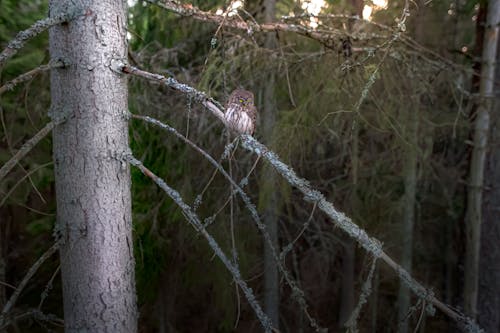 A Eurasian Pygmy Owl in a Forest 