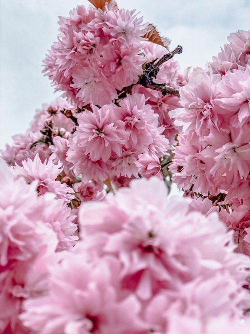 Free A vibrant close-up of pink cherry blossoms in full bloom against a clear sky. Perfect for spring themes. Stock Photo