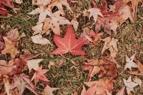 Fallen Leaves on the Grass 