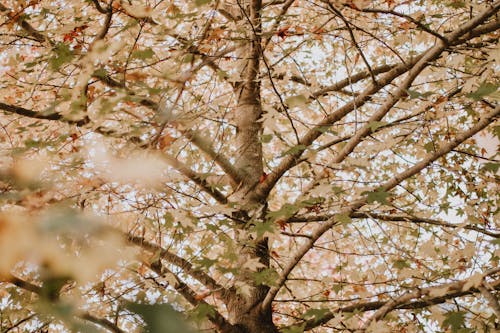 Free A serene view of a tree canopy displaying autumn foliage in warm fall tones. Stock Photo