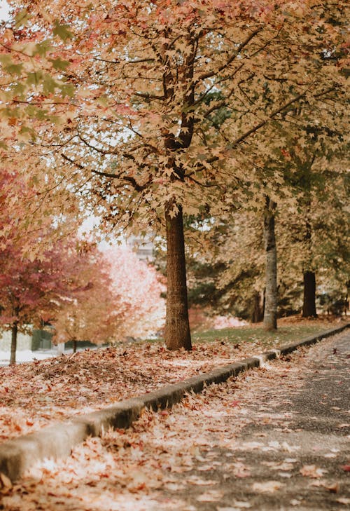 Walkway Beside Maple Trees