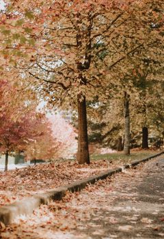 Scenic autumn pathway with vibrant maple leaves covering the ground.