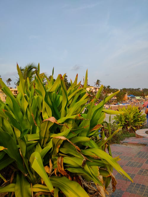 喀拉拉邦, 水生植物, 海滩背景 的 免费素材图片