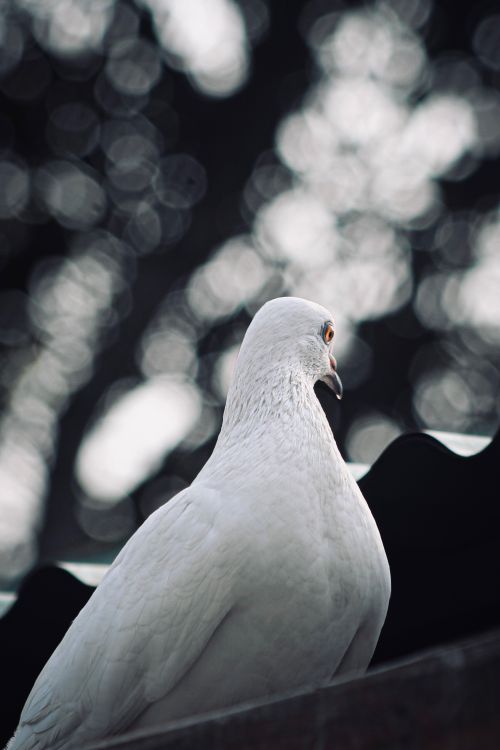 Free Close-up of a white pigeon perched on a corrugated roof with a bokeh background. Stock Photo