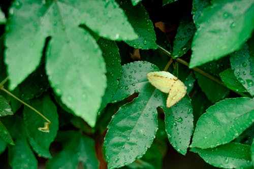 Close-Up View of Dewdrops on Leaves