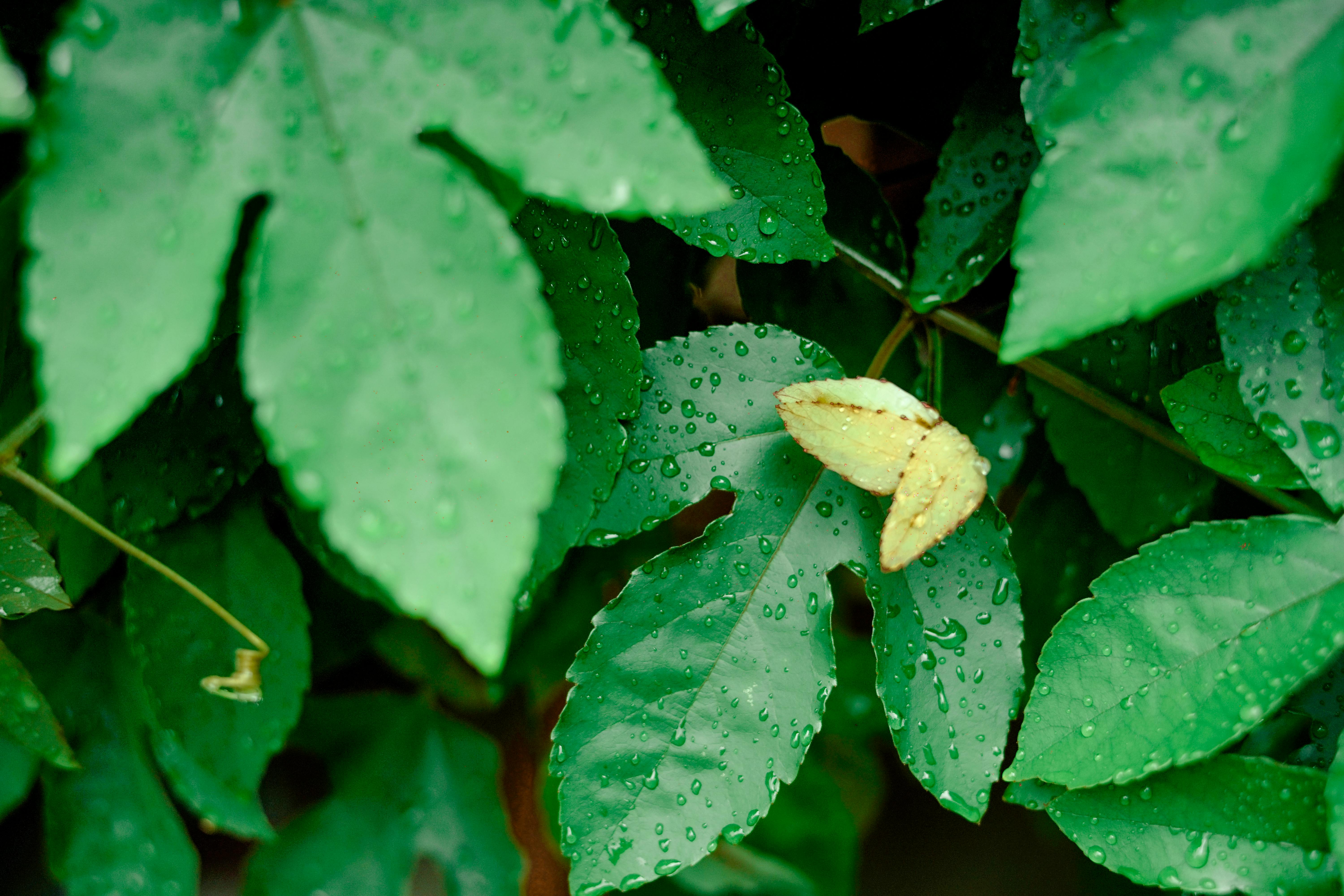 Red Flowers With Green Leaves on a Plant · Free Stock Photo