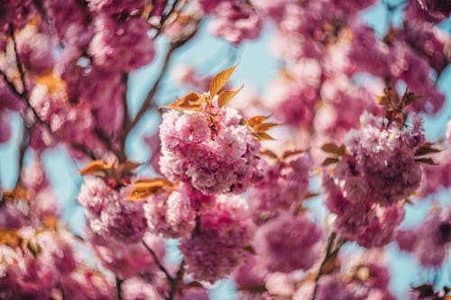 Free Immagine gratuita di avvicinamento, fiori di ciliegio, fiori rosa Stock Photo