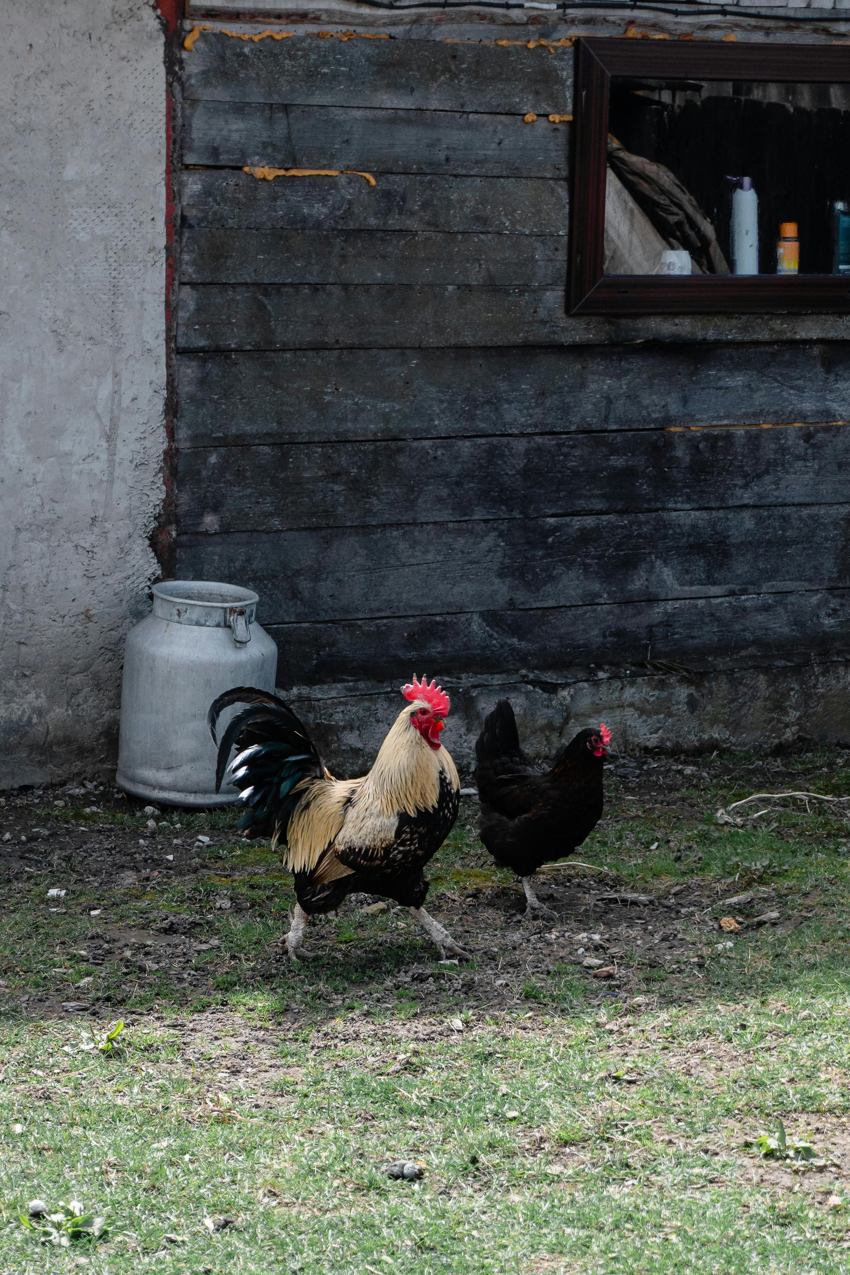 a chicken and rooster at a farm