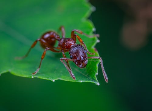 An Ant on a Leaf 