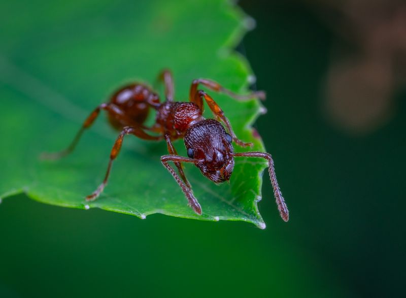 Close-up of an ant, one of the most common household pests