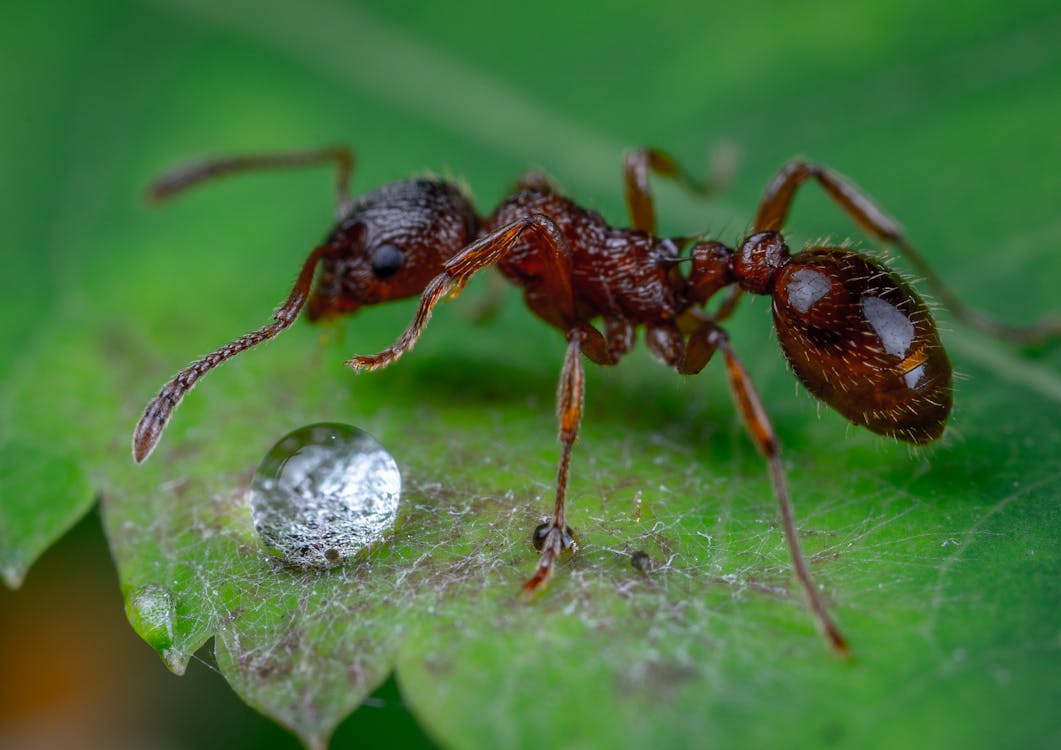 Free An Ant and a Water Drop on a Leaf  Stock Photo