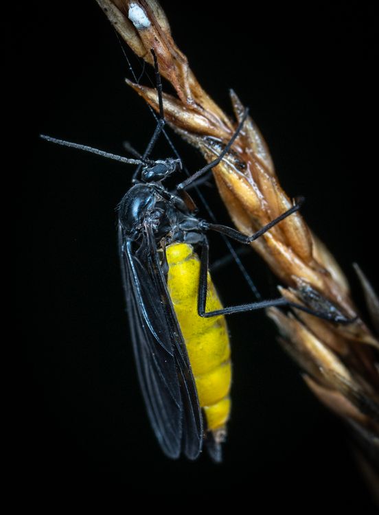 Yellow Macro Insect Macro Photography of Black and Yellow Insect · Free Stock Photo