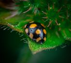 Yellow and Black Ladybug on Green Leaf