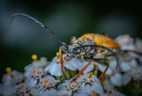 Free Close up of Beetle Stock Photo