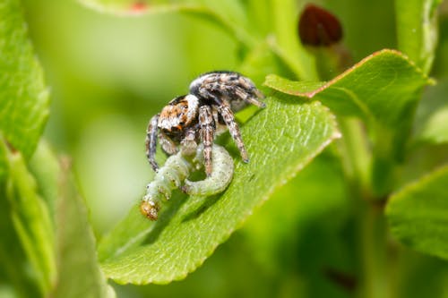 Brown Spider on Green Leaf