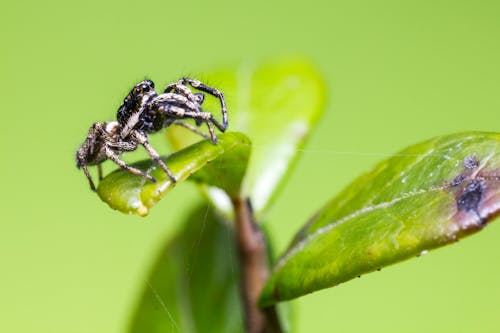 Macro Photography of Black Spider on Green Leaf