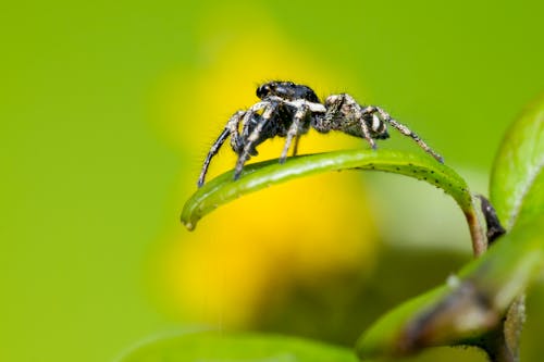 Close Up Shot of a Zebra Spider