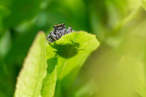 Free Detailed macro shot of a jumping spider on a vibrant green leaf with blurred background. Stock Photo