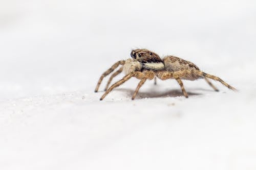 Photos gratuites de arachnide, araignée sauteuse, arrière-plan flou