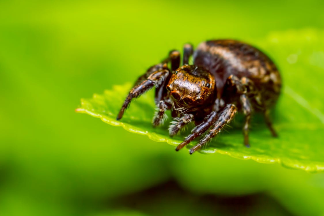 Brown Jumping Spider on Green Leaf