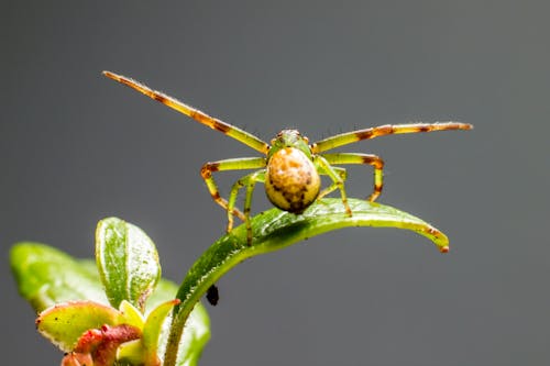 Diaea Dorsata Spider on Green Leaf