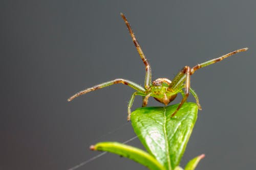 Macro Photography of a Spider on Leaf