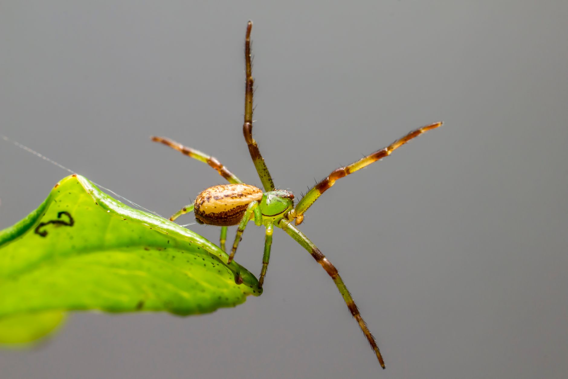 Close-up of a green crab spider (Diaea dorsata) on a leaf, showcasing detailed arachnid features.