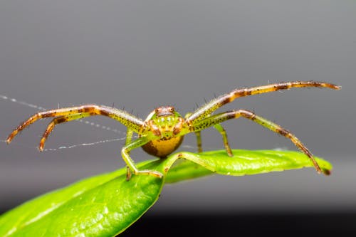 Close Up Photo of Spider on Green Leaf