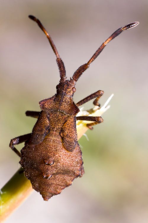 Δωρεάν στοκ φωτογραφιών με bug bug, coreus marginatus, macro Φωτογραφία από στοκ φωτογραφιών