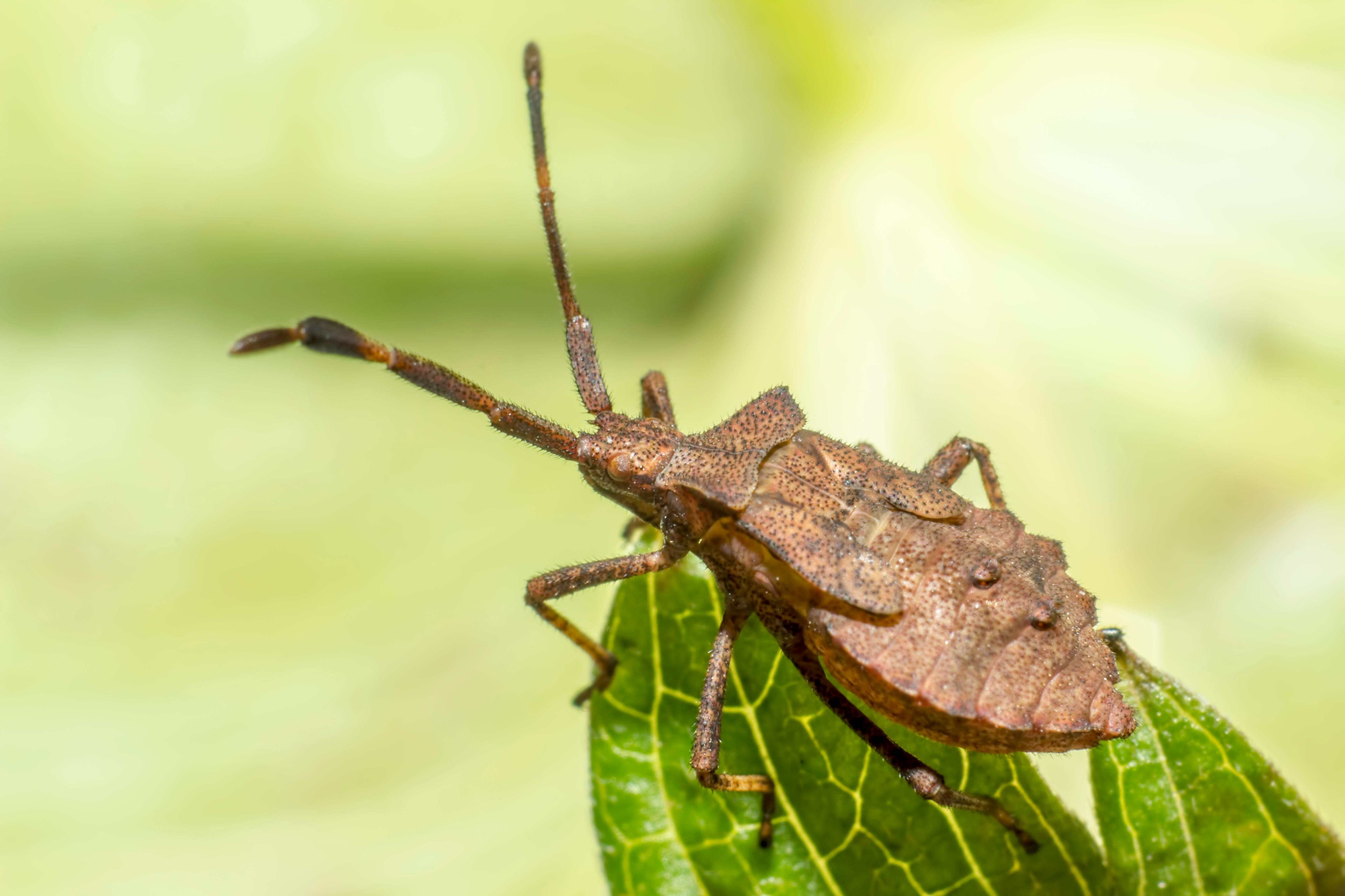 Black and Brown Insect · Free Stock Photo