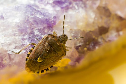 Free Close Up photo of Sloe Bug Stock Photo